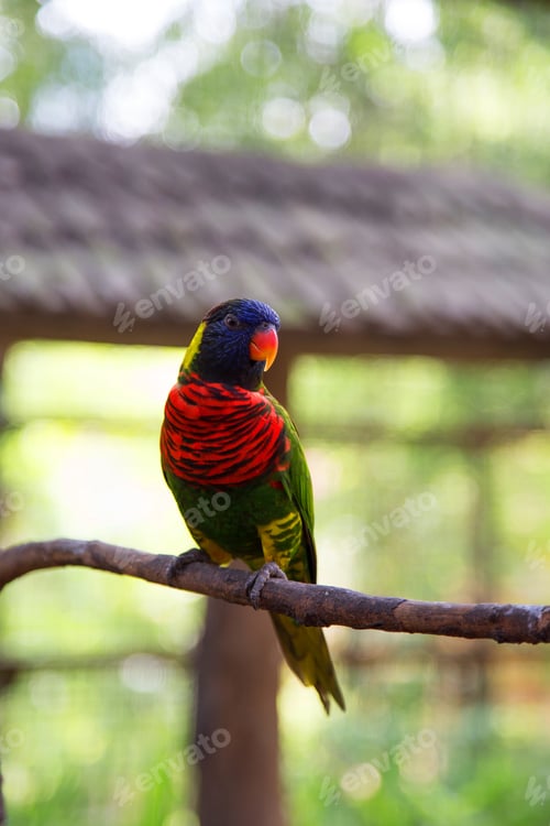 Preview: Parrot bird