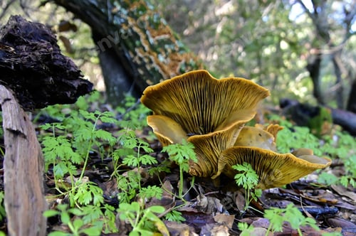 Preview: Closeup of Omphalotus olivascens mushrooms growing in a forest