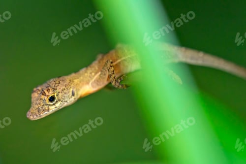 Preview: Anole Lizard, Anolis, Corcovado National Park, Costa Rica