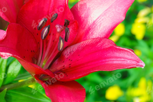 Preview: Background with set of lilies