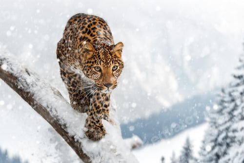 Preview: A leopard gracefully navigates a snowy branch in the mountains during a winter snowfall
