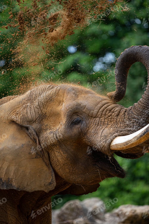 Preview: Majestic elephant spraying mud over its body in its natural habitat