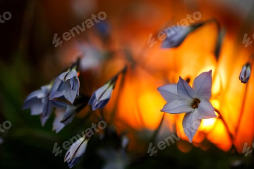 Preview: Vibrant Ipheion uniflorum flowers against a soft, blurred orange backdrop