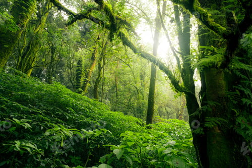 Preview: Green tree forest with sunlight through green leaves. Natural carbon capture and carbon credit