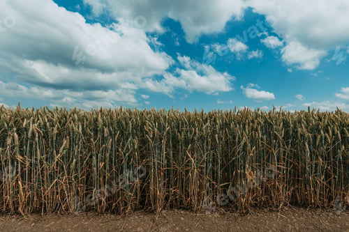 Preview: Unripe wheat field with beautiful white clouds in background