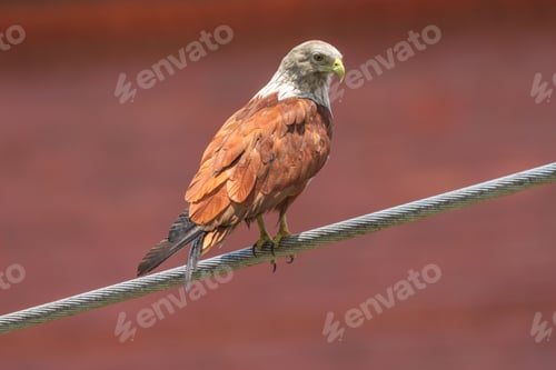 Preview: Majestic hawk perched on a wire