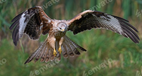 Preview: Red kite (Milvus milvus)