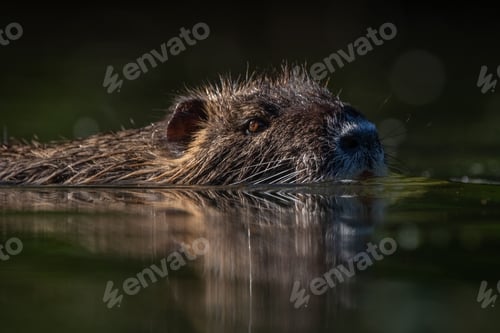 Preview: Selective of nutria (Myocastor coypus) in the water