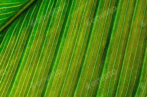 Vibrant Green Leaf with Linear Pattern