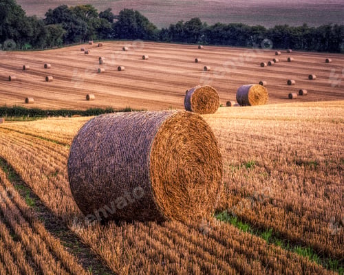 Preview: Hay bales in the Chiltern Hills Area of outstanding natural beauty, United Kingdom