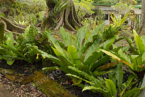 Vista previa: orchid and bromeliad flower beds in botanical garden, selective focus, copy space, malaysia