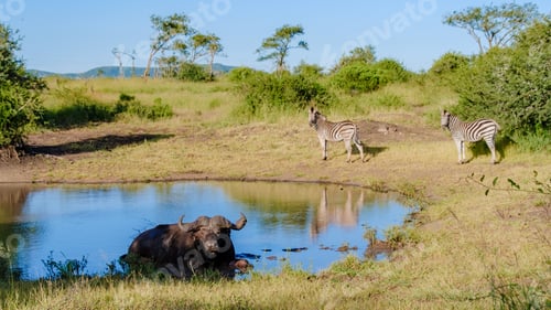Preview: African buffalo and zebras around a water pool during game drive safari in South Africa