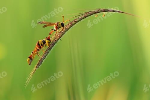 Preview: a pair of wasps (yellow Potter) on a grass flower, on a natural green background