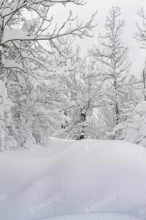 Preview: Beautiful winter landscape, forest path covered in a snow