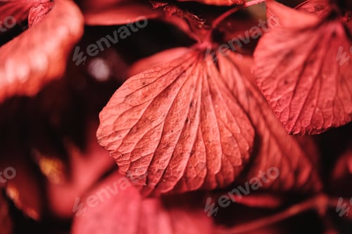 Preview: Closeup of red leaves in garden
