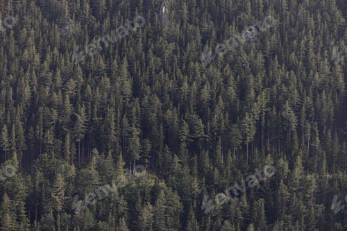 Preview: Lush green pine tree forest fresh on mountain side forrest of trees