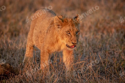 Preview: Young Lion cub walking in the grass.