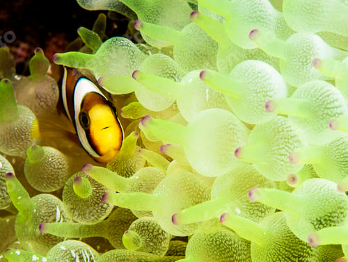 Preview: Creative Anemone fish, clown fish, underwater photo