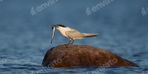Preview: Sandwich tern (Thalasseus sandvicensis)