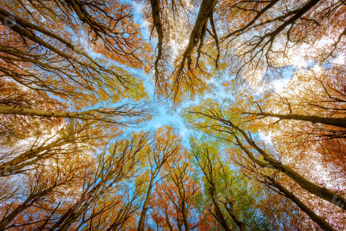 Preview: Beech trees forest