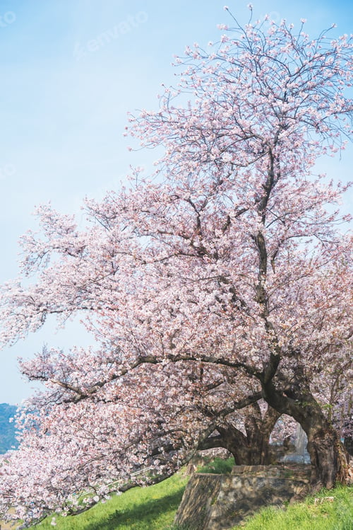 Preview: Sakura blooming trees are adorned with delicate white and pink flowers