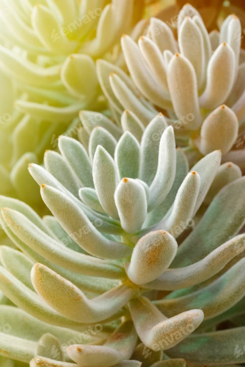 Preview: Echeveria leucotricha plant
