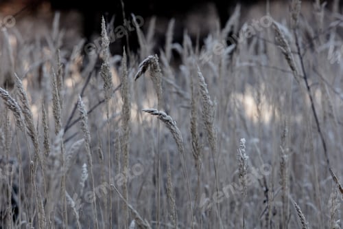Preview: frozen grass in the early morning