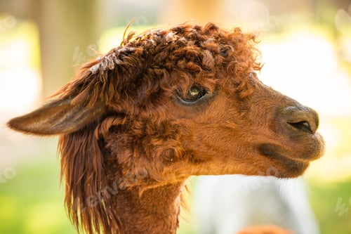 Preview: Furry brown lama in zoo Austria Styria Herberstein tourist destination autumn time