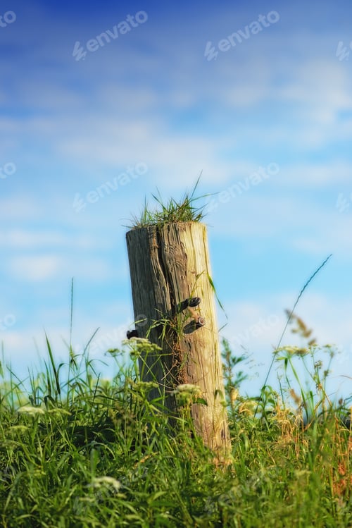 Preview: Solitary fencepost