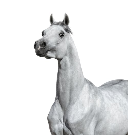 Preview: Gray Arabian horse on white background