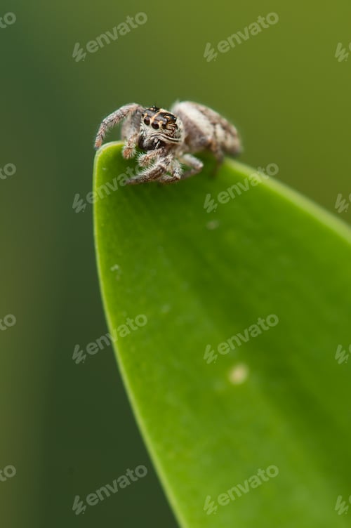Preview: Spider on Leaf Tip in Extreme Close-up