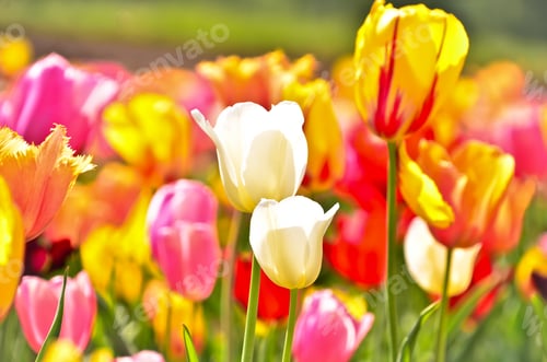 Preview: many colourful tulips in the field