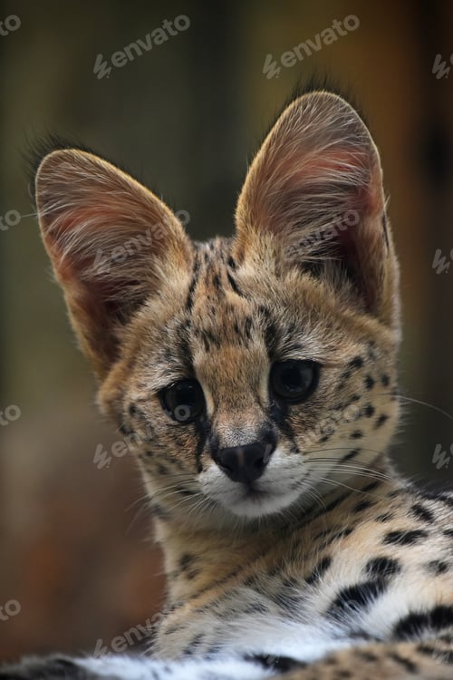 Preview: Close up portrait of serval kitten