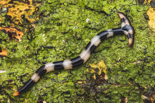 Preview: Macro shot of a hammerhead worm on a mossy rock surface