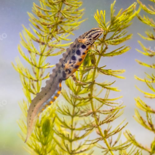 Preview: Common newt amhibian in freshwater habitat