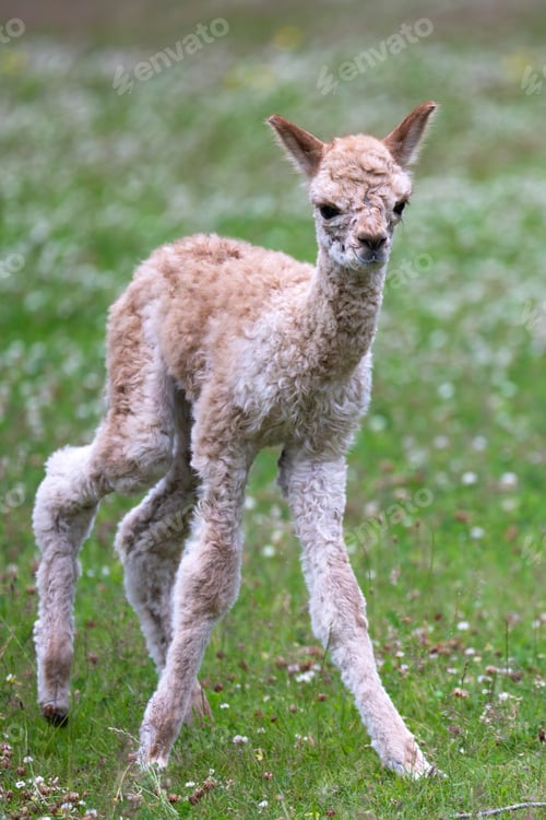 Preview: Alpaca (Vicugna pacos)