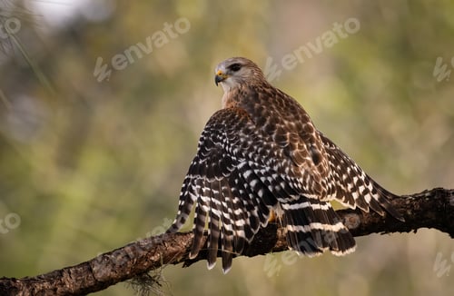 Preview: Red-Shouldered Hawk in Florida