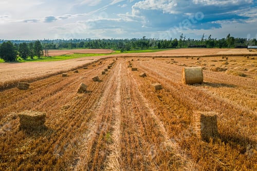 Preview: Sheaves of hay on a mown field in the summer