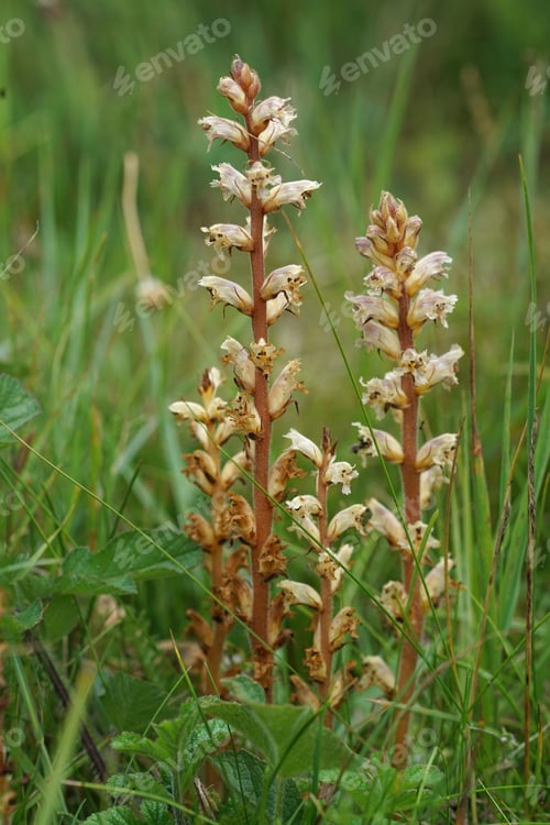 Preview: Close up of the hellroot, or common broomrape, Orobanche minor