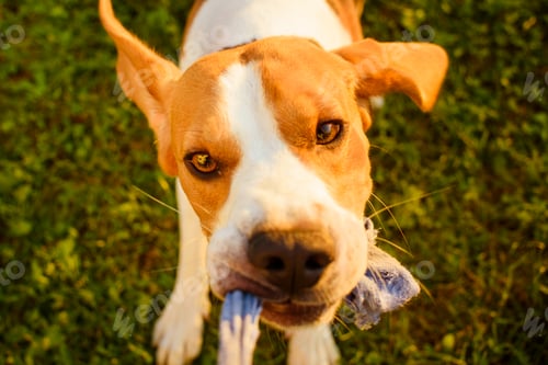 Preview: Dog beagle Pulls strap toy sock and Tug-of-War Game in garden outdoors summer day