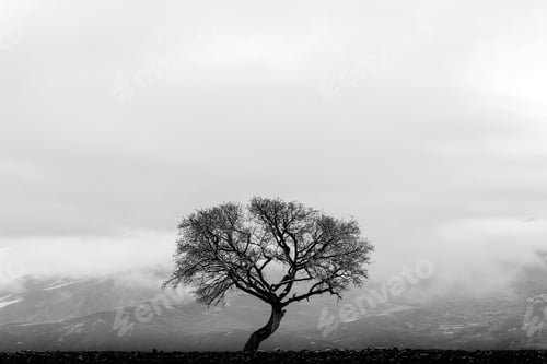 Preview: Grayscale shot of an isolated solitary tree standing near mountains on an overcast day