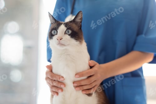 Preview: Cropped Shot Of Veterinarian Caring For Domestic Cat At Clinic