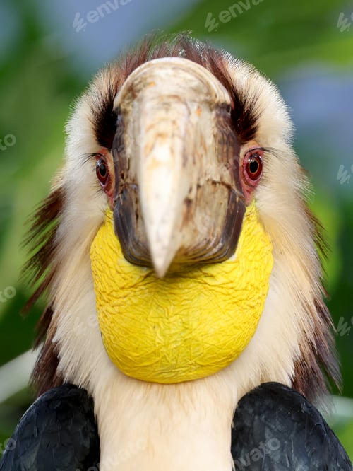 Preview: The wreathed hornbill (Rhyticeros undulatus) close up shot