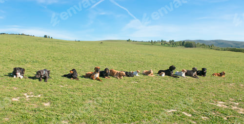 Preview: group of dogs