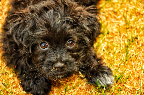 Preview: Closeup of an adorable Yorkipoo on a blurred yellow background looking at the camera