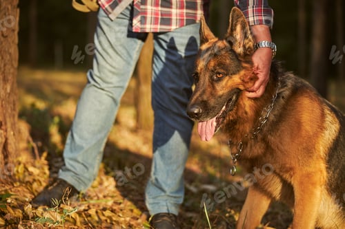 Preview: Energetic german shepherd getitng his ears rubbed by his owner