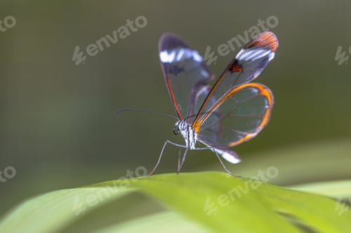 Preview: Glasswing butterfly Greta oto