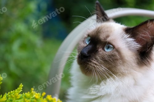Preview: Close-up of a Ragdoll house cat with striking blue eyes