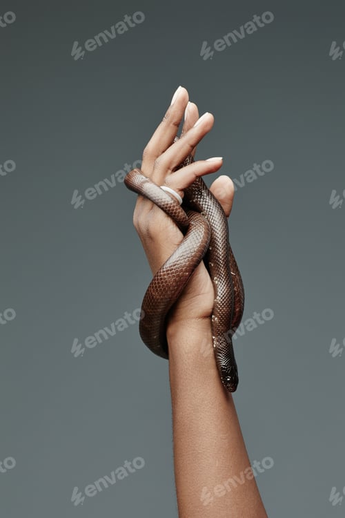 Preview: Rat snake enlacing hand of man and creeping down his arm