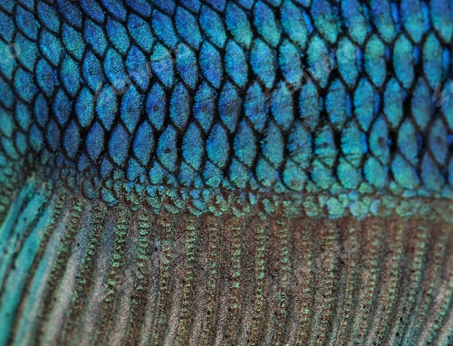 Preview: Close-up on a fish skin - blue Siamese fighting fish - Betta Splendens